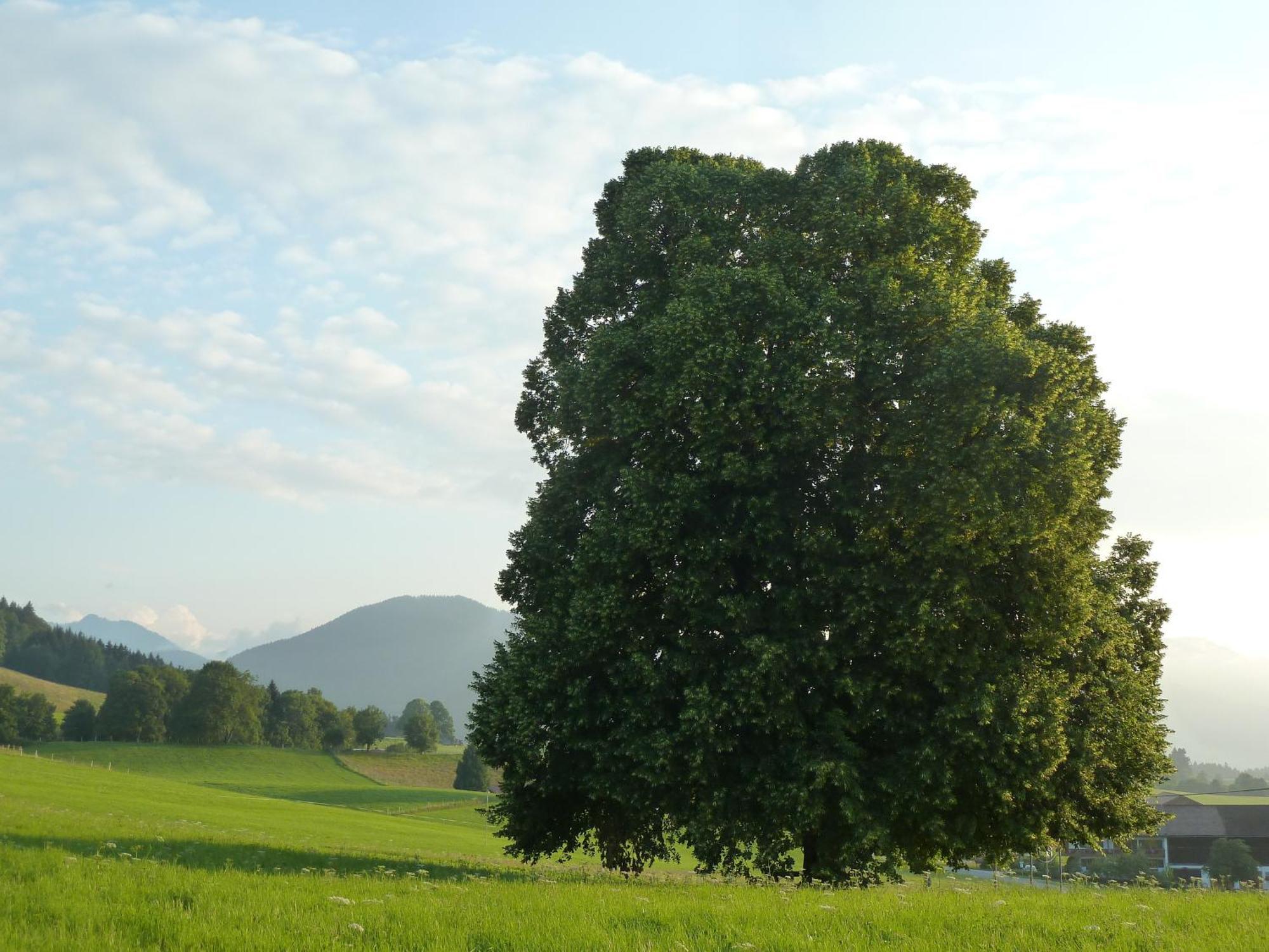 Ferienwohnung Panorama Bad Kohlgrub Zewnętrze zdjęcie