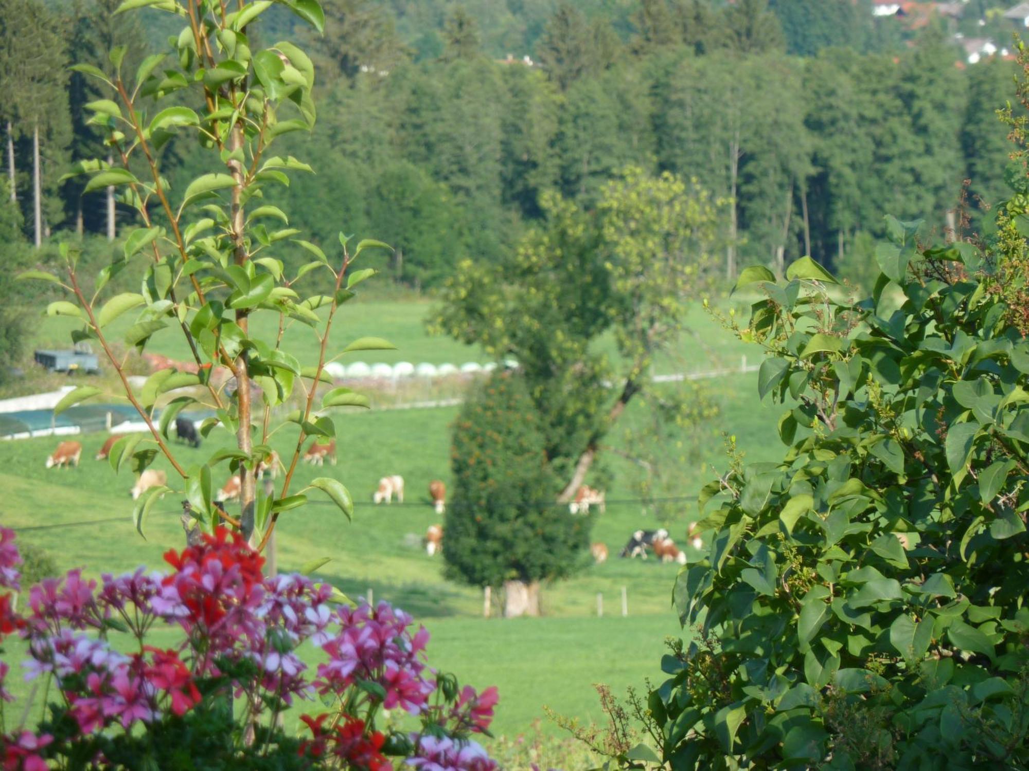 Ferienwohnung Panorama Bad Kohlgrub Zewnętrze zdjęcie